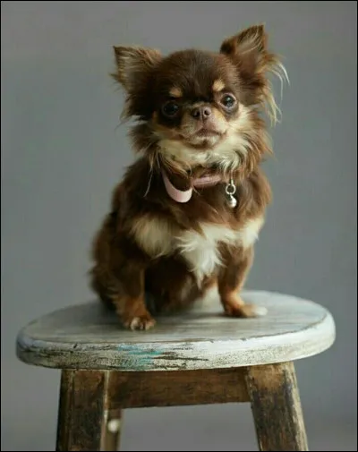 À qui appartient ce chien ?