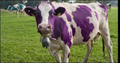 Quelle marque de chocolat a comme mascotte une vache aux taches violettes ?