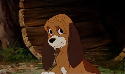 Comment s'appelle ce chien ?