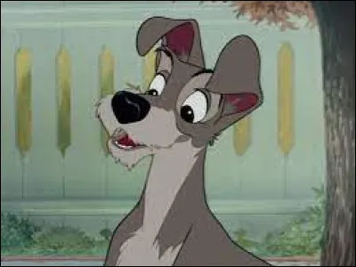 Comment s'appelle ce chien ?