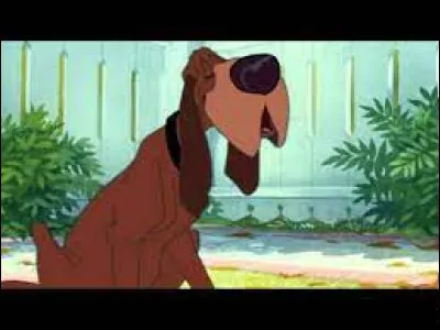 Comment s'appelle ce chien ?