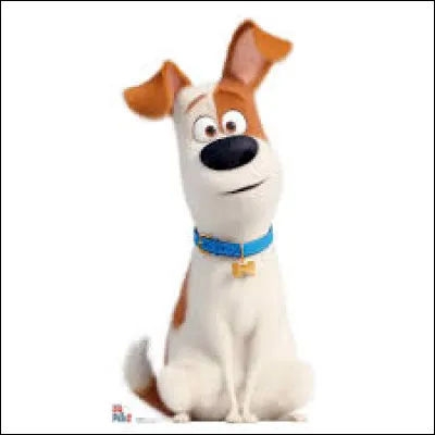 Comment s'appelle ce chien ?