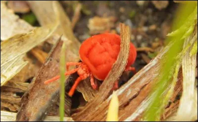 Pour les marins, qu'est-ce qu'un puchot ?