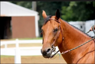 Vous pouvez admirer...