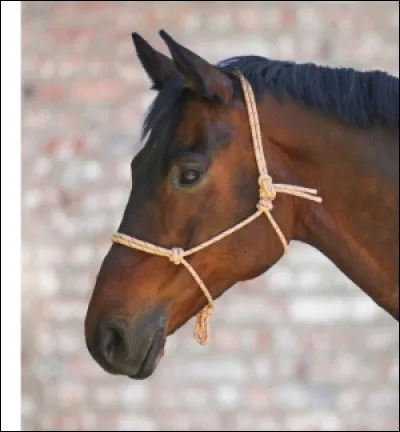 Maintenant, que pouvez-vous reconnaître ?