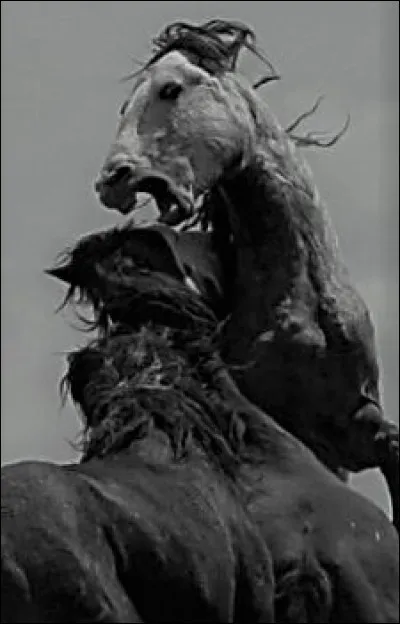 À quel roi de Thrace appartiennent ses juments carnivores ?