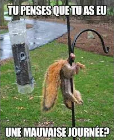 Comment dit-on "écureuil" ?