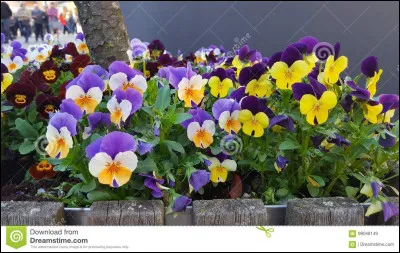 Qui est Vol du Papillon ?