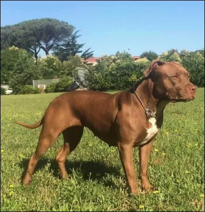 Dans le même principe que la question précédente, tu dois prendre un chemin pour te rendre à un rendez-vous mais un molosse se trouve à son extrémité et il est sans maître. Tu...