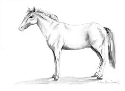 Ce dessin est le dessin dun(e)...