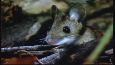 Quel gibier aimes-tu ?
