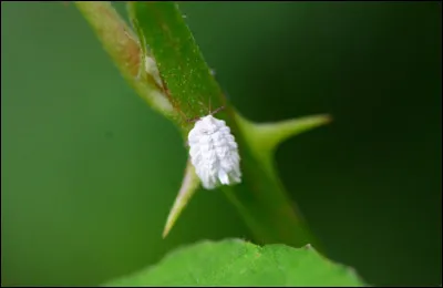 Quelle est la couleur du colorant alimentaire E120, fabriqué à partir des cochenilles ?