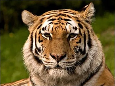 Le tigre est :