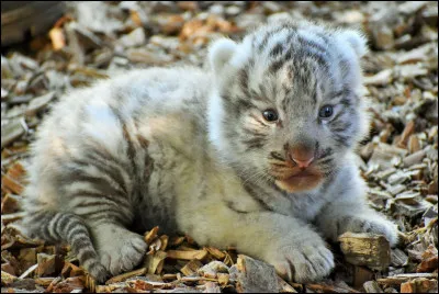 Quel est le temps de gestation d'une tigresse ?