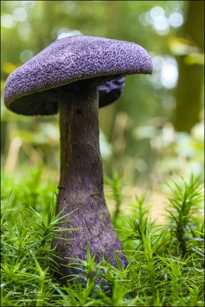 Le Cortinaire violet est-il un champignon vénéneux ?