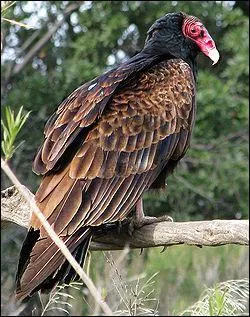 Quel est le pr�nom scientifique de cet animal ?