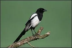 Quel est le pr�nom scientifique de cet animal ?