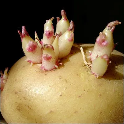 Comment sappelle ces excroissances sur les pommes de terre ?