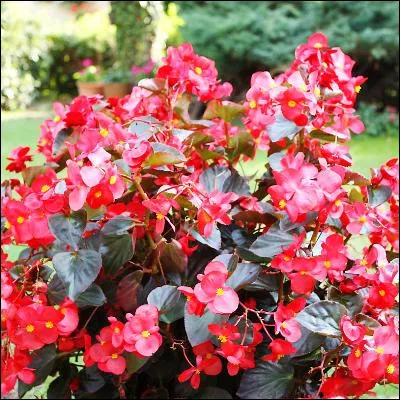 Quelle plante à fleurs, qui doit son nom à un gouverneur de Saint-Domingue, possède plus de 2000 espèces ?