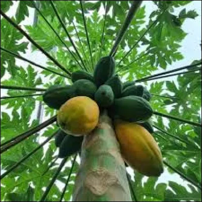 Papaye : ce fruit exotique est appelé aussi "fruit du dragon". Vrai ou faux ?