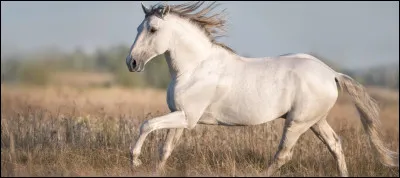 Quel est le poids d'un cheval adulte ?