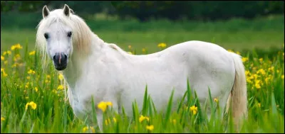 Quelle est l'espérance de vie d'un cheval ?