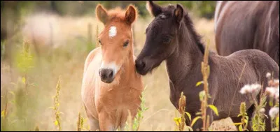 Comment s'appelle le petit du cheval ?