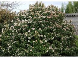 Quiz Plantes