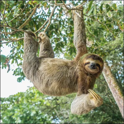 Animaux : Où vit le paresseux ?