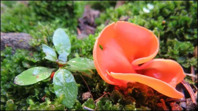 Quel est le nom de ce champignon comestible, parfois consommé en dessert ou en salade ?