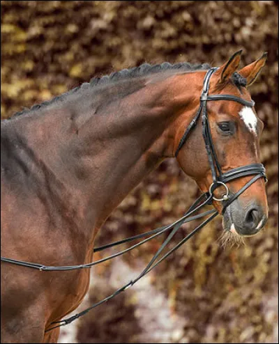 Les enrênements (gogue, rênes allemandes...) sont permis dans toutes les épreuves.