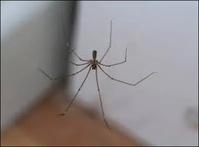 À quelle langue appartient la phrase suivante : "Hay una araña en la esquina de mi habitación" ?