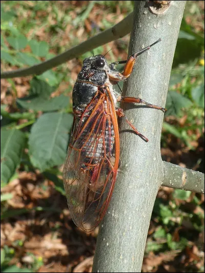 À quelle langue appartient la phrase suivante : "Escucho el canto de las cigarras" ?