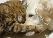 Test -  quel animal ressembles-tu le plus ? Chat ou chien ?