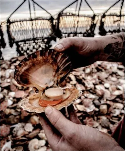 C'est la reine des côtes normandes, la coquille Saint-Jacques. Comment connaître l'âge de ce mollusque aux mille vertus élevé au rang des meilleures coquilles françaises ?