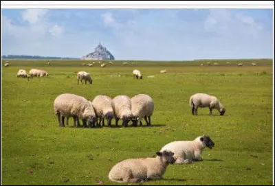 C'est un vrai produit du terroir l'agneau de pré-salé de la baie du Mont-Saint-Michel. Sa renommée va jusqu'au Japon. Mais, qu'est-ce qui caractérise cette saveur exceptionnelle ?