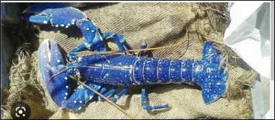 Au menu gastronomique, on trouve du homard bleu issu d'une pratique de pêche respectueuse de l'environnement et des ressources naturelles et certifié depuis 2011 par le MSC (Marine Stewardship Council) . De quelle façon peut-on vérifier cette certification ?