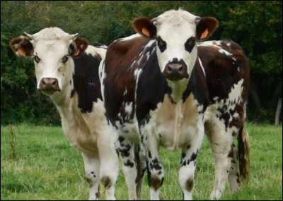 Guillaume le Conquérant s'en délectait et l'accompagnait d'un jus de pommes. Réalisé avec les quatre parties de l'estomac d'un ruminant et arrosé d'un cidre brut, ce plat riche existe depuis 1951 et possède sa propre confrérie. Sous quelle appellation le dégustons-nous ?