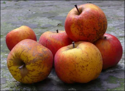 Environ 400 variétés de pommes normandes sont répertoriées dont des espèces très anciennes comme la patte de loup, le drap d'or, la dalinette etc... Avez-vous une idée du nombre de kilos consommés en France, par foyer et par an ?