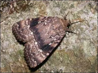 Cet insecte nommé ''Pyramide'' est un papillon. De quel ordre sont les papillons ?