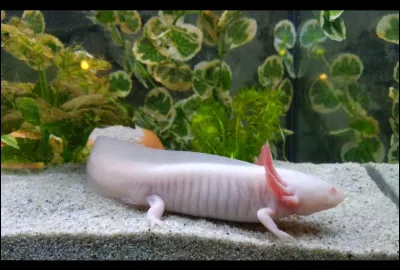 De quelle couleur est cet axolotl ?