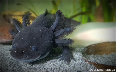 De quelle couleur est cet axolotl ?