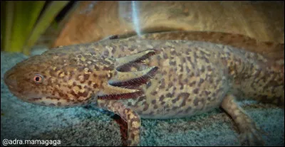 De quelle couleur est cet axolotl ?