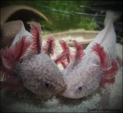 De quelle couleur sont ces axolotls ?