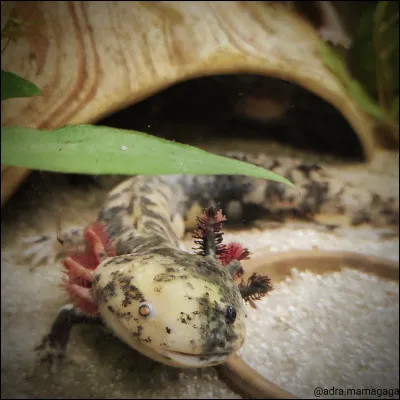 De quelle couleur est cet axolotl ?