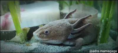 De quelle couleur est cet axolotl ?