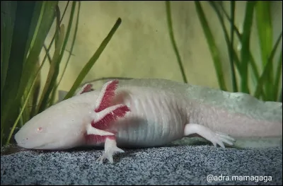 De quelle couleur est cet axolotl ?
