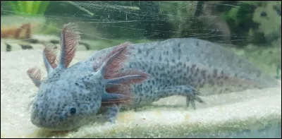 De quelle couleur est cet axolotl ?