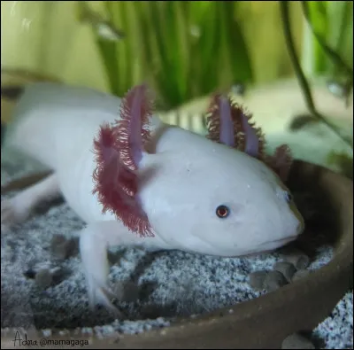 De quelle couleur est cet axolotl ?