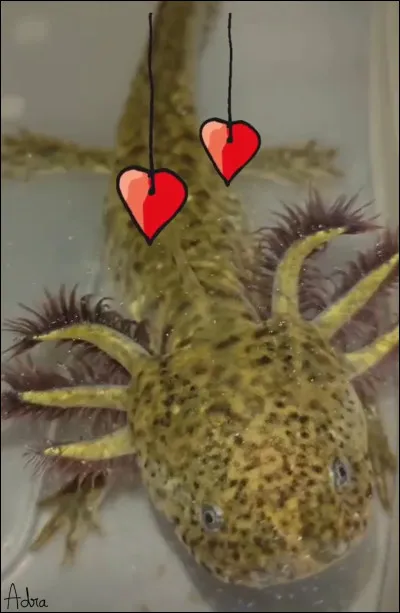De quelle couleur est cet axolotl ?